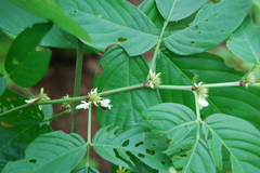 Desmodium triangulare